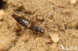 Acrotona pygmaea