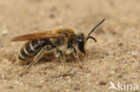 Donkere klaverzandbij (Andrena labialis)