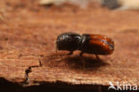 Pityogenes chalcographus