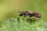 Fijngestippelde groefbij (Lasioglossum punctatissimum)