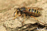 Median Wasp (Dolichovespula media)