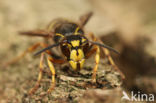 Median Wasp (Dolichovespula media)