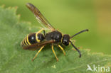 Ancistrocerus parietinus