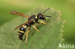 Euodynerus quadrifasciatus