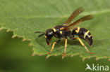 Euodynerus quadrifasciatus