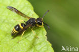 Ancistrocerus trifasciatus