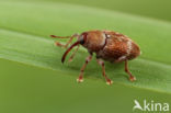 Curculio rubidus