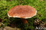 Holsteelboleet (Boletinus cavipes)