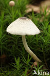 Spikkelplooiparasol (Leucocoprinus brebissonii)