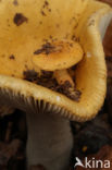 Geelwitte russula (Russula ochroleuca)