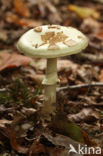 Gele knolamaniet (Amanita citrina)