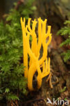 Kleverig koraalzwammetje (Calocera viscosa)