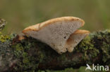 Grootporiehoutzwam (Polyporus arcularius)