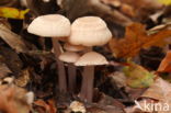 Heksenschermpje (Mycena rosea)