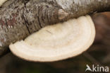 Trametes hirsuta