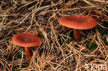 Peppery Milk-cap (Lactarius rufus)