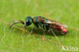 Chrysis illigeri