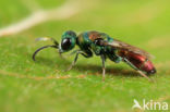 Chrysis illigeri