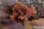 Bruine trilzwam (Tremella foliacea)