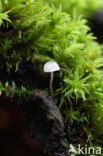 Kleverige schorsmycena (Mycena clavularis)