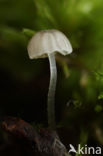 Kleverige schorsmycena (Mycena clavularis)