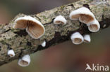 Crepidotus cesatii