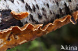 Hairy curtain crust (Stereum hirsutum)