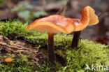 velvet shank (Flammulina velutipes)