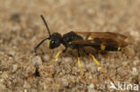 Cerceris rybyensis