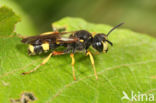 Groefbijdoder (Cerceris rybyensis)