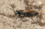 Tachysphex nitidus