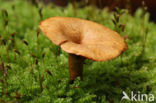 Waaierbuisjeszwam (Polyporus varius)