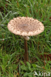 Grote parasolzwam (Macrolepiota procera)