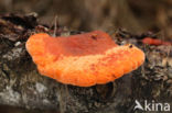 Cinnabar Bracket (Pycnoporus cinnabarinus)