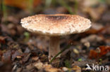 Gegordelde parasolzwam (Lepiota brunneoincarnata)