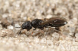 Sparasion cephalotes