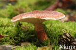 Holsteelboleet (Boletinus cavipes)