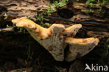 Blushing Rosette (Abortiporus biennis)