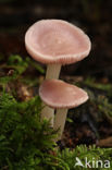 Heksenschermpje (Mycena rosea)