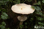 Horse Mushroom (Agaricus arvensis)