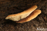 Crepidotus crocophyllus