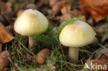 Death Cap (Amanita phalloides)