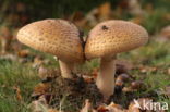 Parelamaniet (Amanita rubescens)