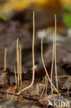 Draadknotszwam (Macrotyphula juncea)