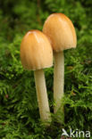 Gewone glimmerinktzwam (Coprinus micaceus)