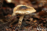 Lepiota griseovirens