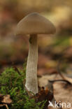 Wood Pinkgill (Entoloma rhodopolium)