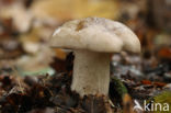 Nevelzwam (Clitocybe nebularis)