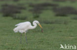 American Great White Egret