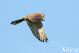 Common Kestrel (Falco tinnunculus)